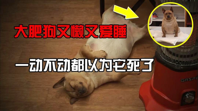 四仰八叉打一最佳生肖的警惕虚假宣传-全面释义、解释与落实、构建解答解释落实